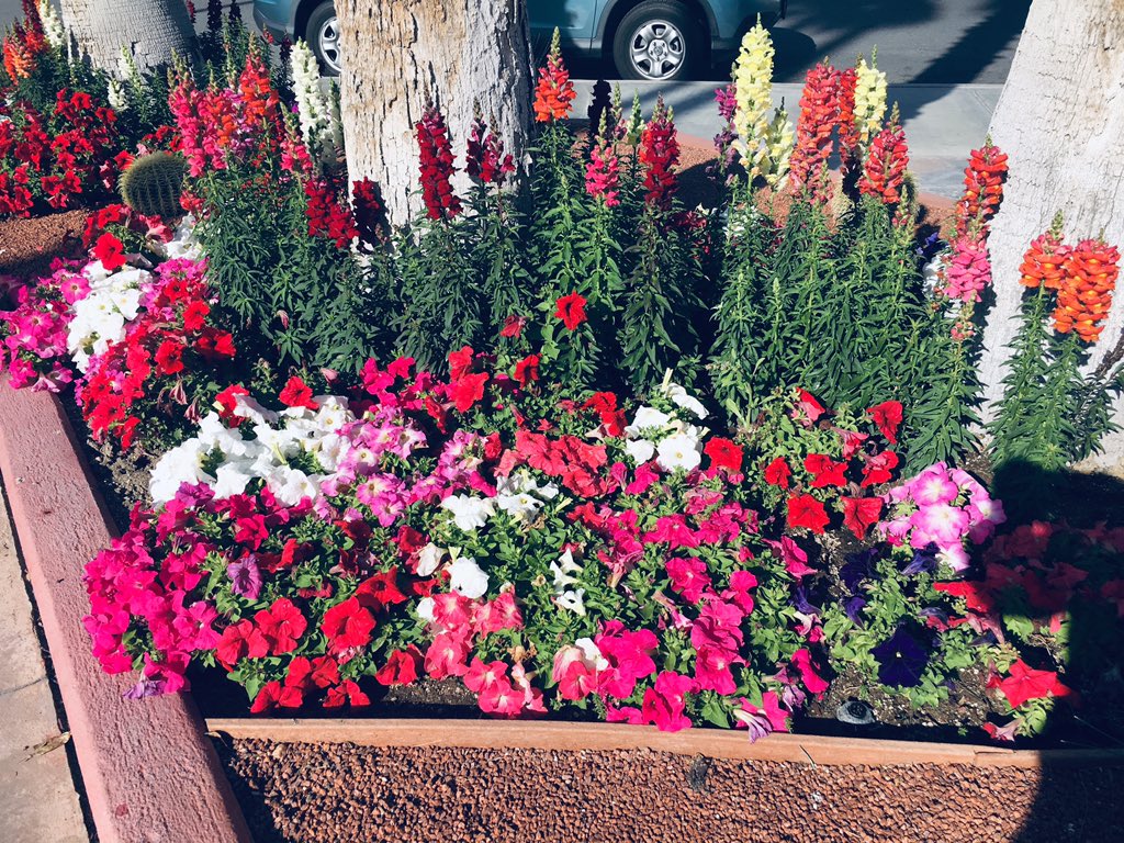 B_Riley4U's tweet photo. Palm Springs Marquis flowers could not be more beautiful, greeting our guest when they arrive. #DiamondDifference #Diamondcareers #DiamondResorts #StayVacationed https://t.co/NxfLZ2Jc4E