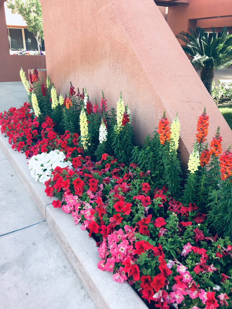 B_Riley4U's tweet photo. Palm Springs Marquis flowers could not be more beautiful, greeting our guest when they arrive. #DiamondDifference #Diamondcareers #DiamondResorts #StayVacationed https://t.co/NxfLZ2Jc4E