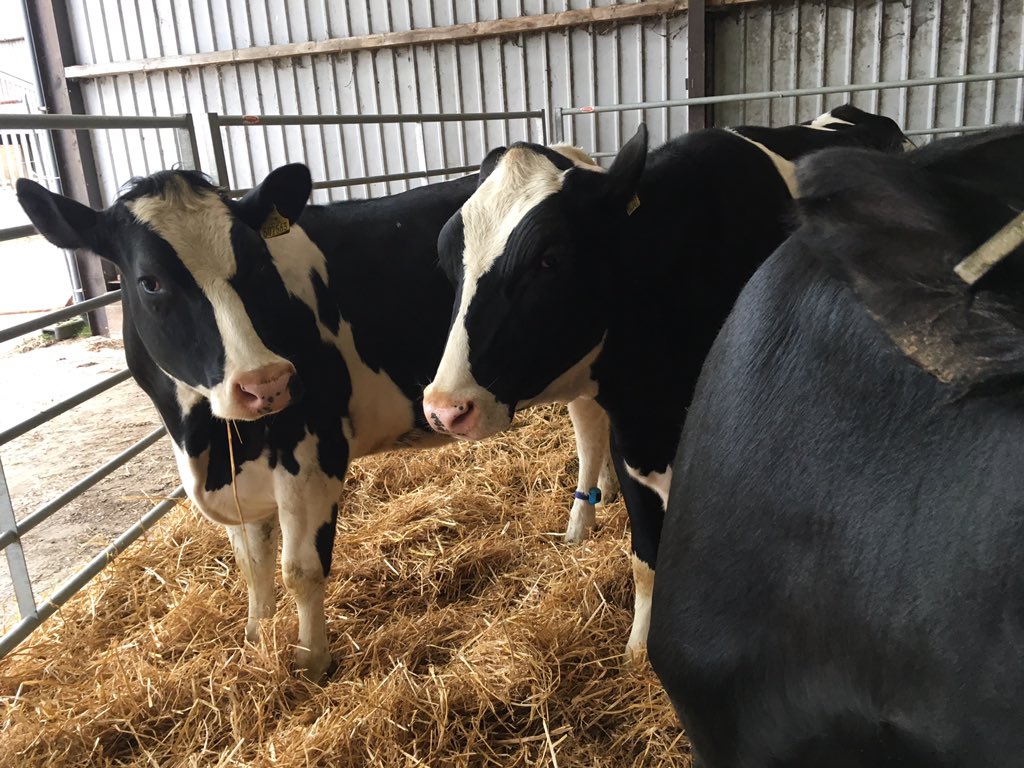 CIELivestock tweet media