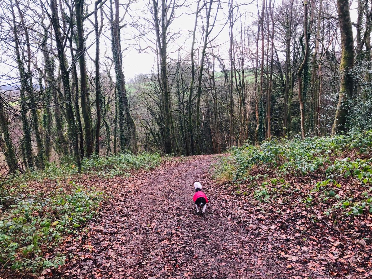We just had to share these gorgeous photos of Lola who belongs to Nicole going 'walkies' on our Nature Trail 🐶🌳

Did you know that not only are we dog friendly but we also have a 10km Nature Trail around the edge of the courses!?

#walkthevale #valenaturetrail #dogfriendlyvenue