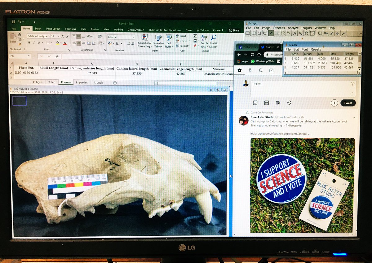 JKannanR's tweet photo. How much more can I cramp on to my screen as I *attempt* to measure the teeth & skulls of #Panthera cats (and browse through #Twitter at the same time)?
#ImageJ #Morphometrics #MScRes https://t.co/8DzURDaySK
