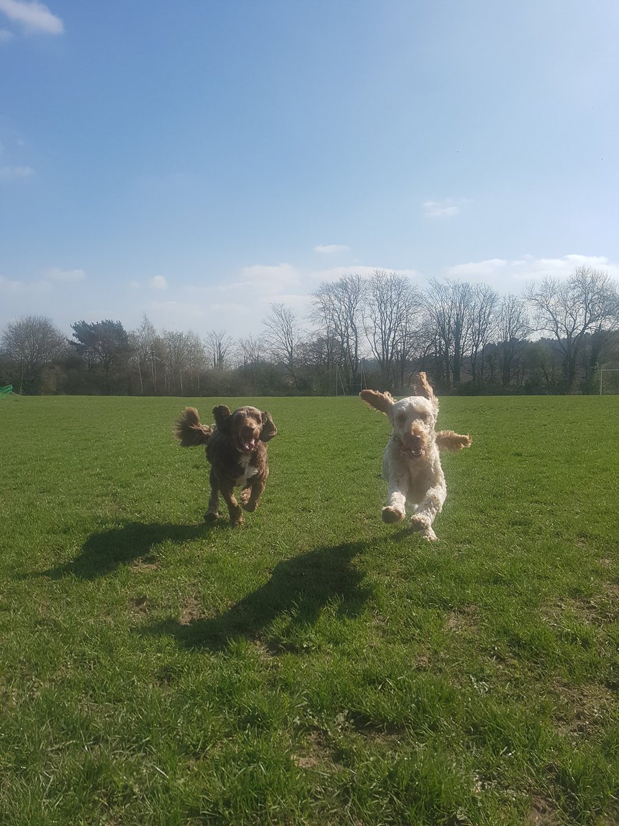 CrisDext's tweet photo. Dogs running in the park, beautiful sunny day #spring #sunnyday #gorgeous #doglovers #outdoors #Happiness https://t.co/HDwgj4Ae8B