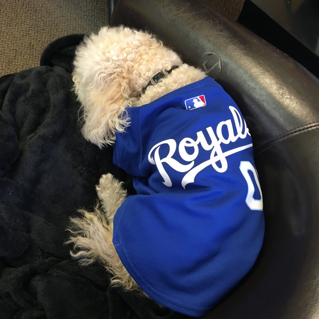 carnivallady's tweet photo. Max would like to wish our Royals a wonderful home opener. It is officially baseball season, which means warmer weather (hopefully) and more walks for Max! Lets go Royals! #AdventureswithMax #AlwaysRoyal #CreativeCarnivals #OpeningDay https://t.co/d1JomFedOu