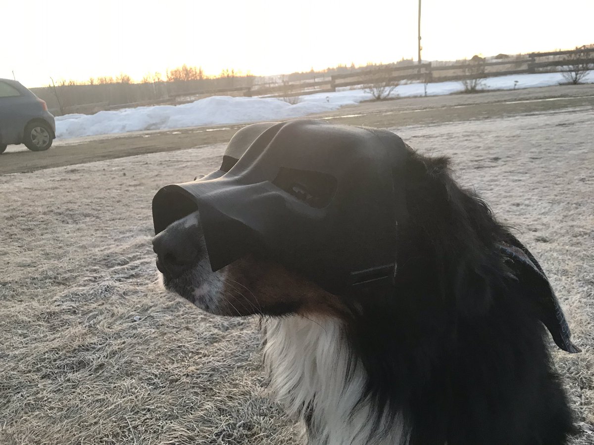bunsenbernerbmd's tweet photo. Oooh!  I like my battle helmet!
My dad has to add the top bit and some padding and a chin strap!  Next is the plate armour for my back!
#cosplay #dogscosplay #battleberner #battledog #bunsenthebattlingberner #DogsofTwitter #armour #geek https://t.co/8frnMi7RRW