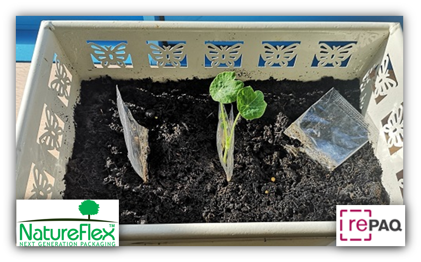 NatureFlexFilms's tweet photo. Look what happens when we planted our #Compostable seed packs made by Superseven GMBH using #NatureFlexFilms. The packets turn in to compost while the seeds germinate and grow. #NextGenerationPackaging #circulareconomy https://t.co/8XV84FZjAH