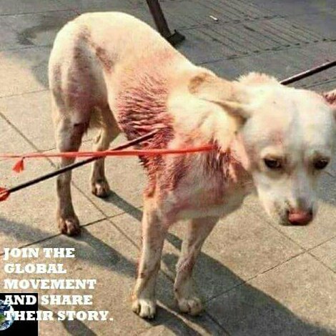rivkalah's tweet photo. @EevaPaavilainen @J_Donaldson_MP If you avail yourself to the heinous torture and suffering of dogs, you would see why this seeming redundance is needed. We face an enemy with despicable cruelty like the world has never before seen. Must be wiser than the serpent https://t.co/xLdiWslShz