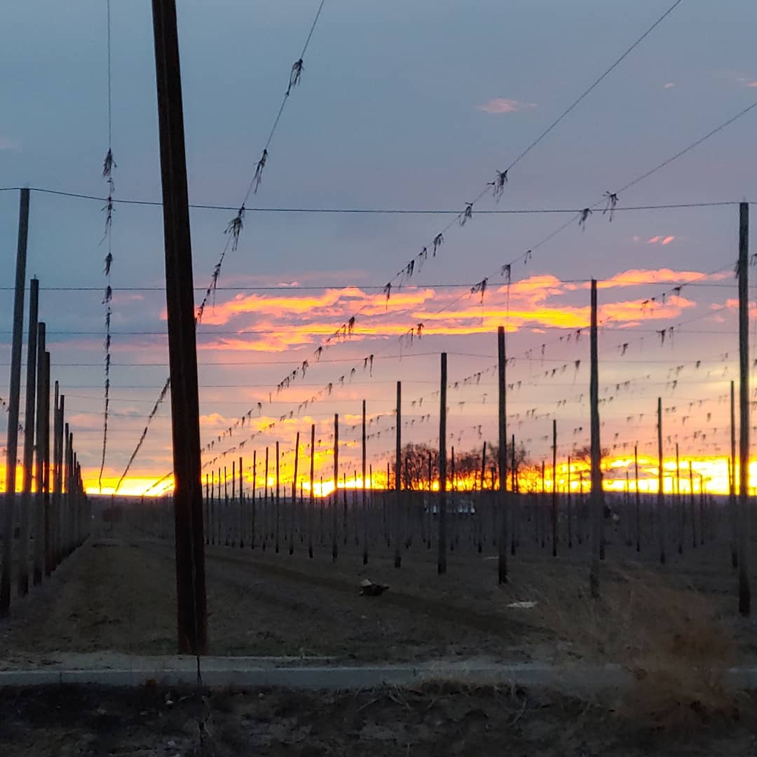 calltoarmsbrew's tweet photo. Idaho hop farmers aren't messin' around. Thank you for the incredible hospitality, @GoodingFarms family! Can't wait to return when these 900 acres are in full bloom. Maybe there is some #IdahoGem in our beer future. ❤️🍻 #BMTC19 https://t.co/STC49eAQgB