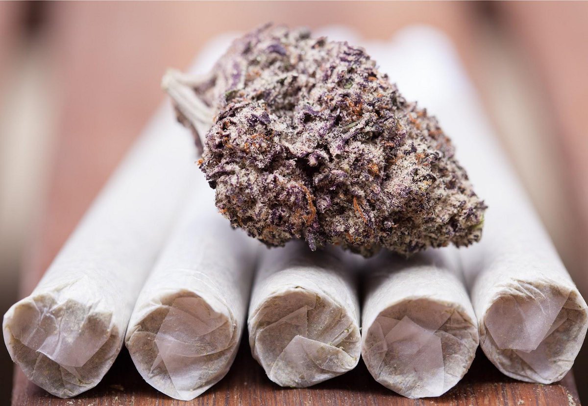 CannopolyApp's tweet photo. Getting ready for the weekend like… 🤤💜🌿

#cannopoly #explorecannabis #cannabis #cannabisculture #marijuana #medicalmarijuana #legalizeit #weed #stoner #dabs #mmj #ganja #gethigh #stayhigh #highlife #highsociety #stonedsociety #purplenugs #perfectjoint #girlswhoroll https://t.co/FzUyVtTuEK