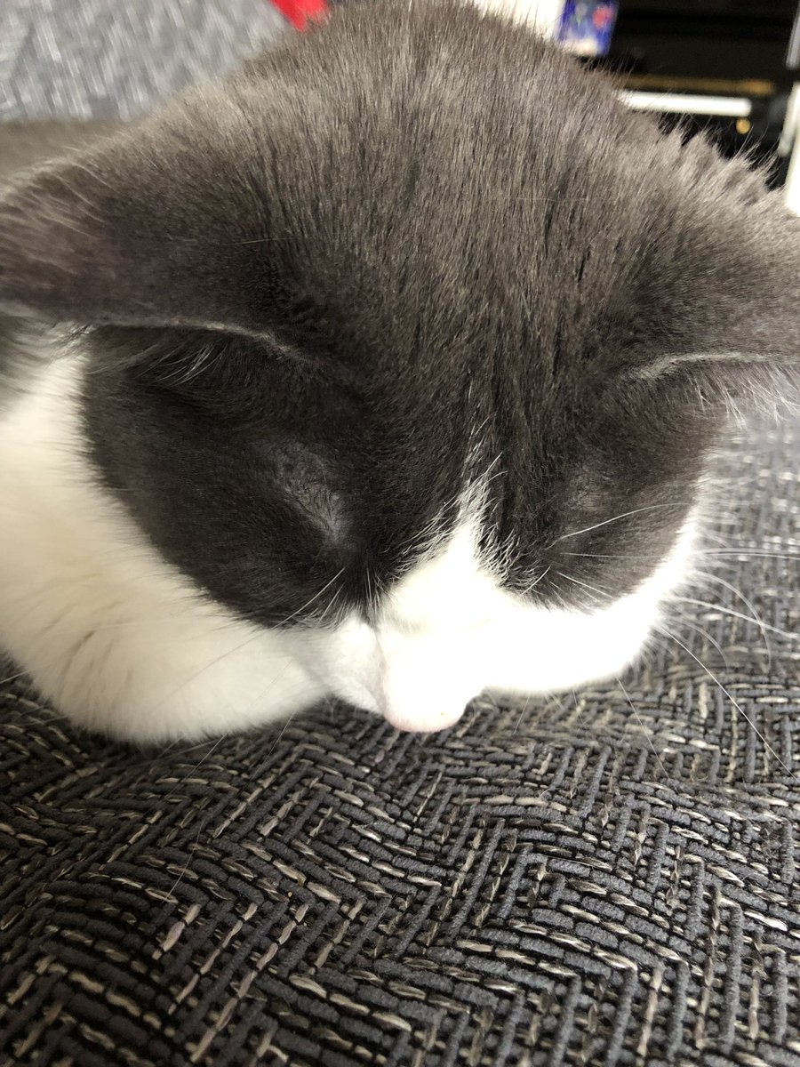 CaptainKillmer's tweet photo. Yes I feel bad for stealing all of my sister’s food.  And for swatting at the dog.  And for scratching the leather couch.  My shame picture. #catshame #catsoftwitter #rescuecats https://t.co/T40uY6L7Ct