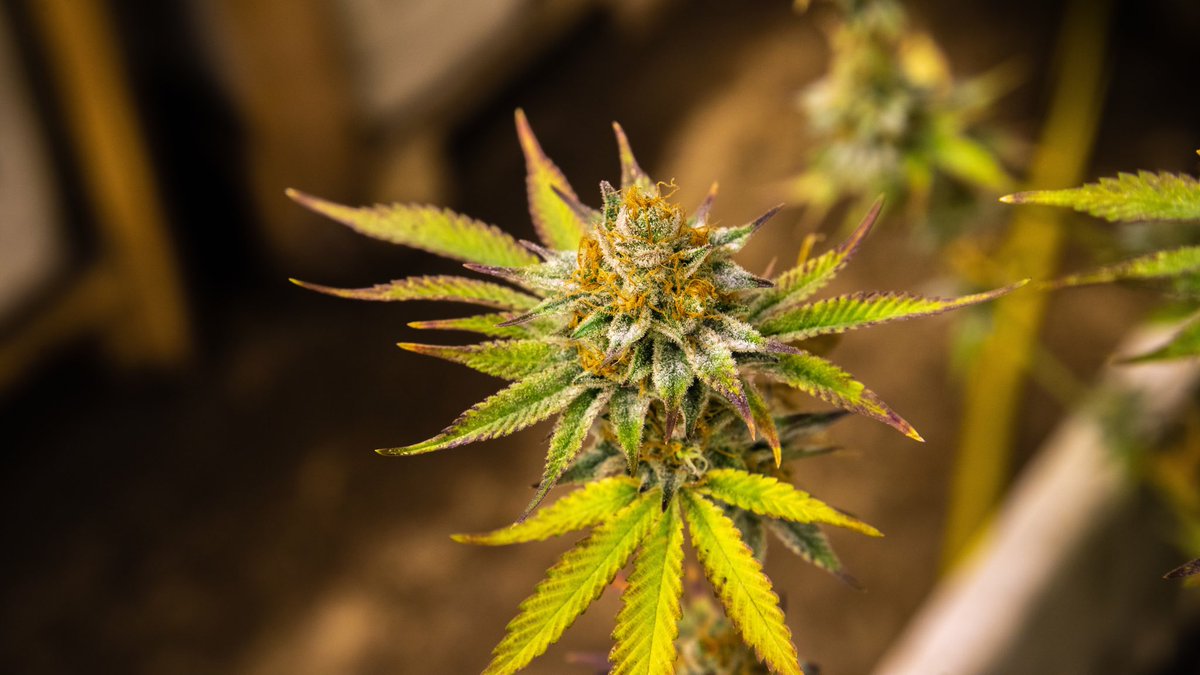 LaderaFarmsWa's tweet photo. Headband😇
Love the deep red hairs present on this strain, they really make the buds pop after the cure❤️
.
#ladera #laderafarms #headband #thc #cannabis #cannabiscommunity #i502 #washingtonweed #washington https://t.co/Zz68Smf0Cs
