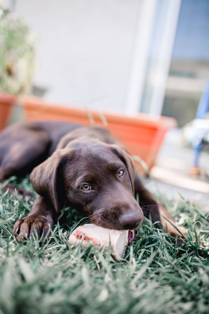 BarkleysBag's tweet photo. The perfect puppy chew! Our raw bones provide hours of recreational activity for puppies as well as teeth strengthening and cleaning! Find out where you can grab a bag today at the link in our bio. #BarkleysBag #rawbones https://t.co/jFXxSI5j9a