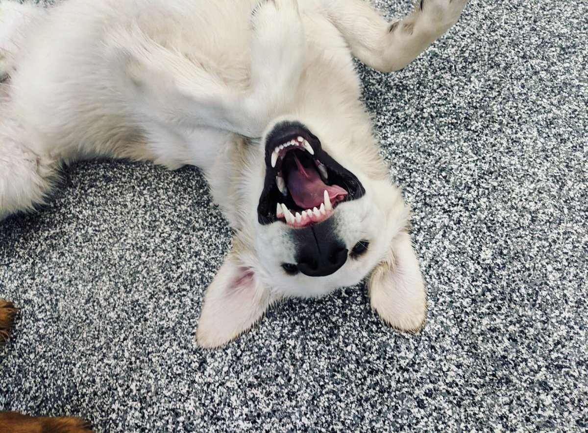 PawCommons's tweet image. Mr. Magoo is all smiles today! 😁 
.
.
. Have you ever caught your pup flashing a silly face?
.
.
.
.
#dog #dogs #doggydaycare #sandiego #baypark #hillcrest #encinitas #gilbert #california #cali #arizona #kissmypaws #pawcommons #thursday #smile #funny #shepherdmix