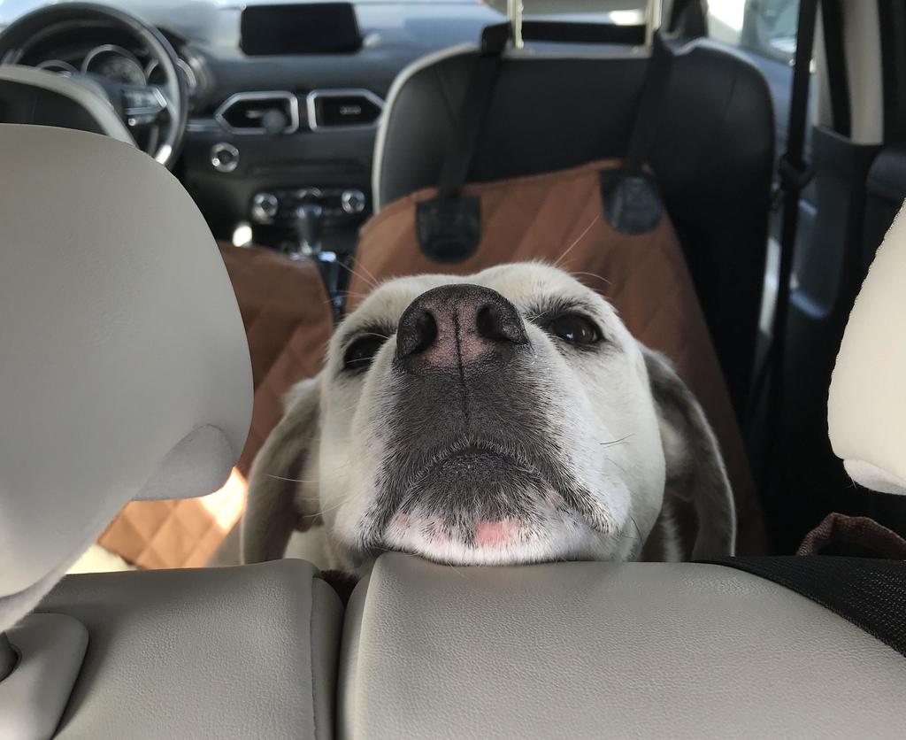 PeanutPaws1's tweet photo. A snoot to boop spotted! #dogs #cute #aww #puppies #doglovers #puppy #dog https://t.co/LilPgMoXFg