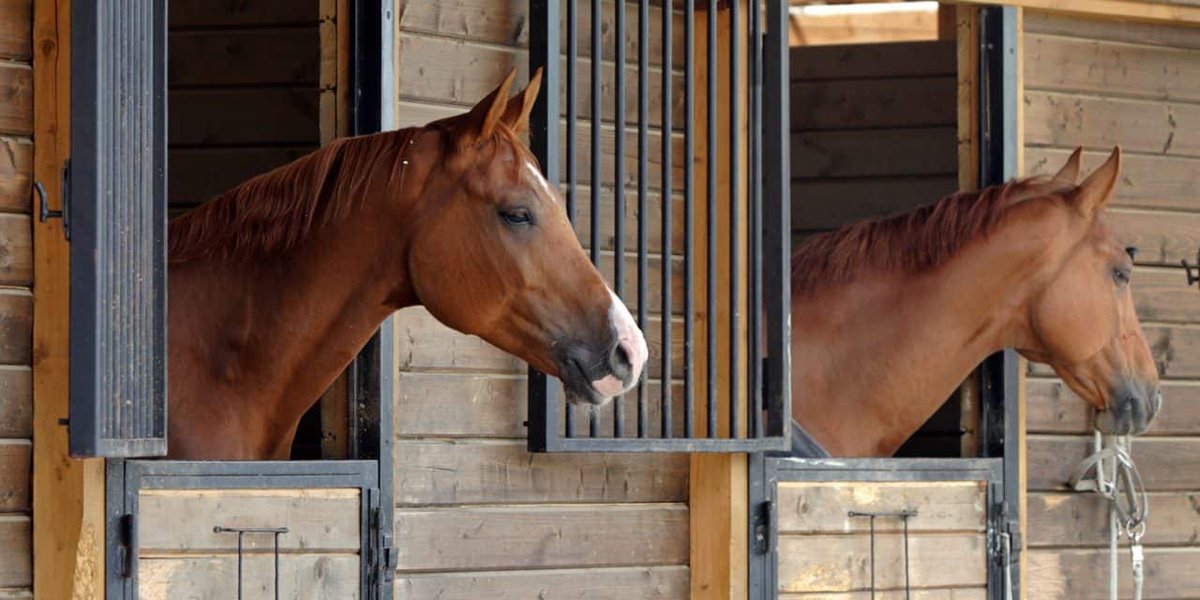 AnimalHoPo's tweet photo. Ponying up more for lead pipe &amp; lead-based paint remediation in stables is morally right &amp; economically wise. Lead poisoning has such awful consequences on colt development that it's a tragedy - neigh, a nightMARE!

Fund @HUDgov's #LeadSafeHousing &amp; #HealthyHomes programs now! https://t.co/pGvNFWG5Xw