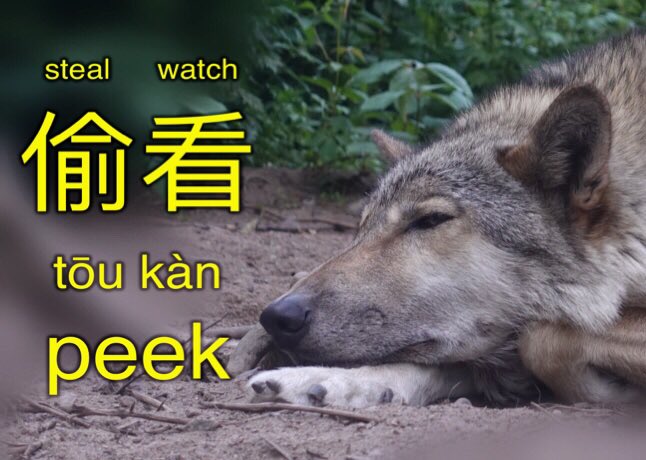HFLearnChinese's tweet photo. 偷看 [tōu kàn] peek ⁦#flashka https://t.co/ckahMHHuTz