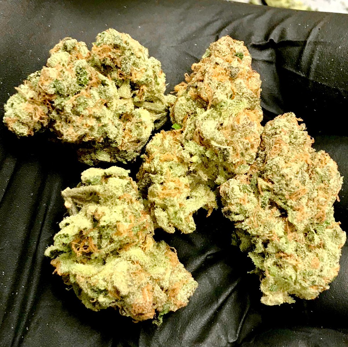 soonerstatewell's tweet photo. Some of #cleangreen in Oklahoma, lab-tested for quality &amp; purity. LA OG Kush is a resin-packed indica, with berry and citrus notes, beautiful cloudy white trichomes, and exceptionally sticky.  A potent counter to nerves, anxiety, and stress. Taking orders. #OKMJ #medicalcannabis https://t.co/c3IvhS7bEs