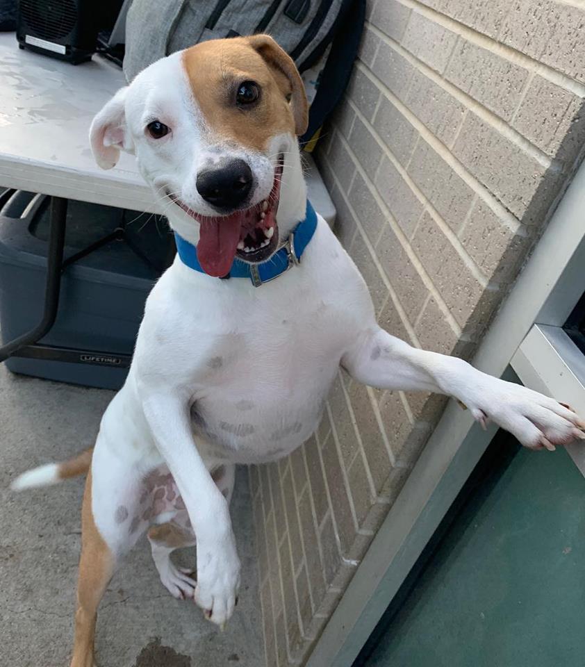 DallasShelter's tweet photo. Happy Friday Eve from Buster (A1049348)! This sweet little guy is 1 y/o and is looking for his #ForeverHome! Stop by #DAS and meet this cutie today! #BeDallas90 #AdoptMe #FosterMe #AdoptedIsOurFavoriteBreed #CuteDogs #HappyDogs #DASDogs #ShelterSweetie https://t.co/teyRGR0wty