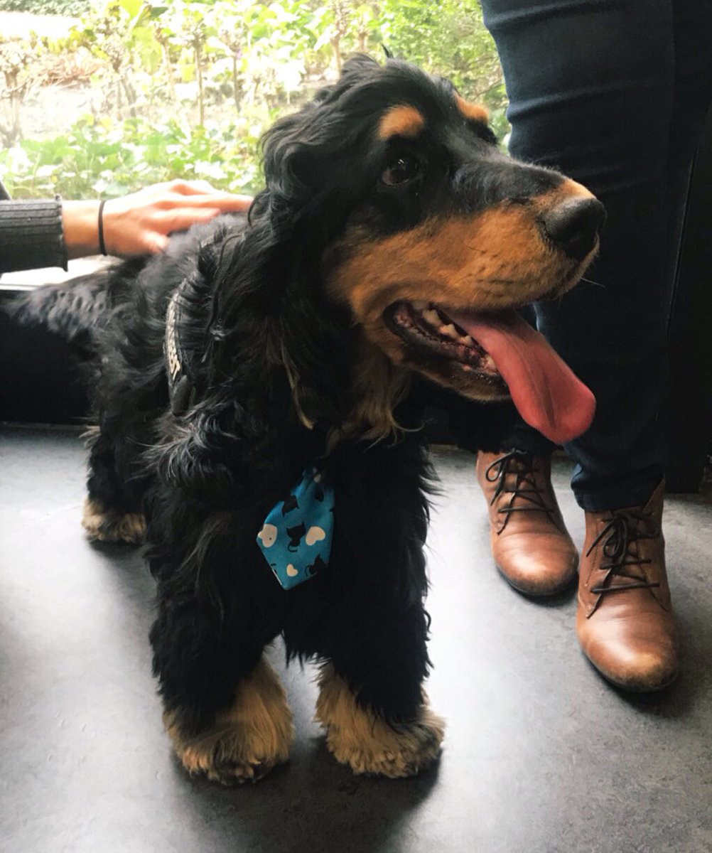 MeesLynn's tweet image. Meet Maddox 🐾 Bedankt om mijn stressgehalte van een 5 naar een 2 te doen dalen 🙏🏼 #MasterMPC