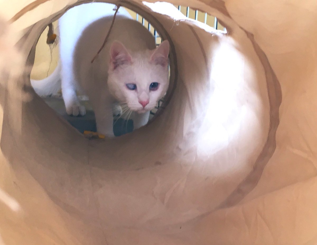 sosgatosmurcia's tweet photo. - Cucú hermano Drogo! 
- Cucú hermanita Khaleesi! Viene ya nuestro futuro humano? 
- Pues ya no puede tardar, seguro! Y que no olvide que buscamos adopción conjunta, que yo no voy a ningún sitio sin ti! https://t.co/7rzimFmVLU