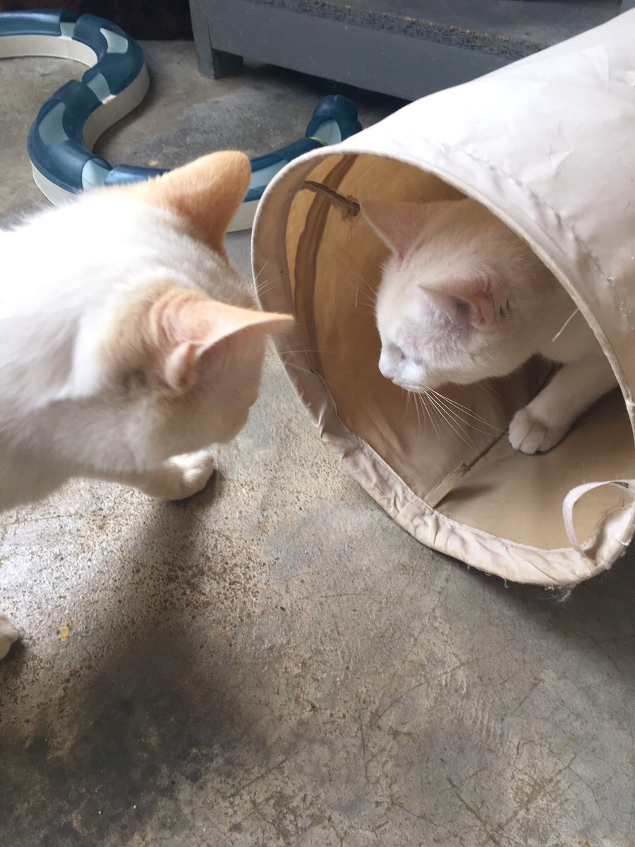 sosgatosmurcia's tweet photo. - Cucú hermano Drogo! 
- Cucú hermanita Khaleesi! Viene ya nuestro futuro humano? 
- Pues ya no puede tardar, seguro! Y que no olvide que buscamos adopción conjunta, que yo no voy a ningún sitio sin ti! https://t.co/7rzimFmVLU