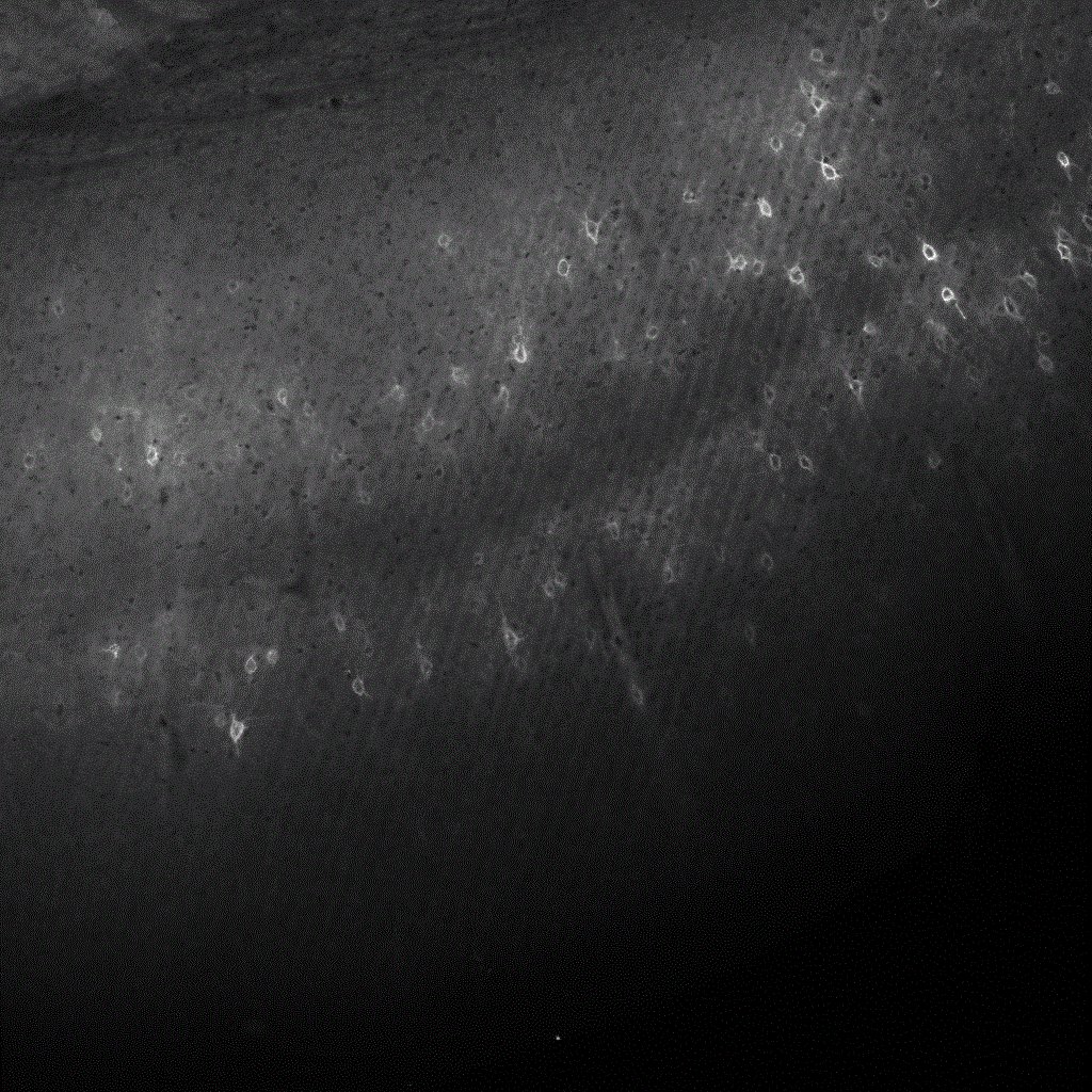 biocompare's tweet image. This #lectin from @VectorLabsUS is "one of the best lectins in the market," according to a research scientist at Jali Medical Inc. ow.ly/eZnE50o6LC5