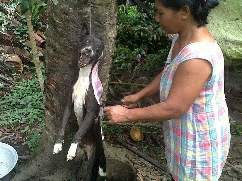 rivkalah's tweet photo. @EevaPaavilainen @michaelgove And, dogs are skinned alive, and even accounts of them being urinated on by the laughing butcher as they suffer. WE ARE NOT ANTI CHINA; RATHER ANTI CHINA DOG TORTURE TRADE! https://t.co/ZgbvScdM1A