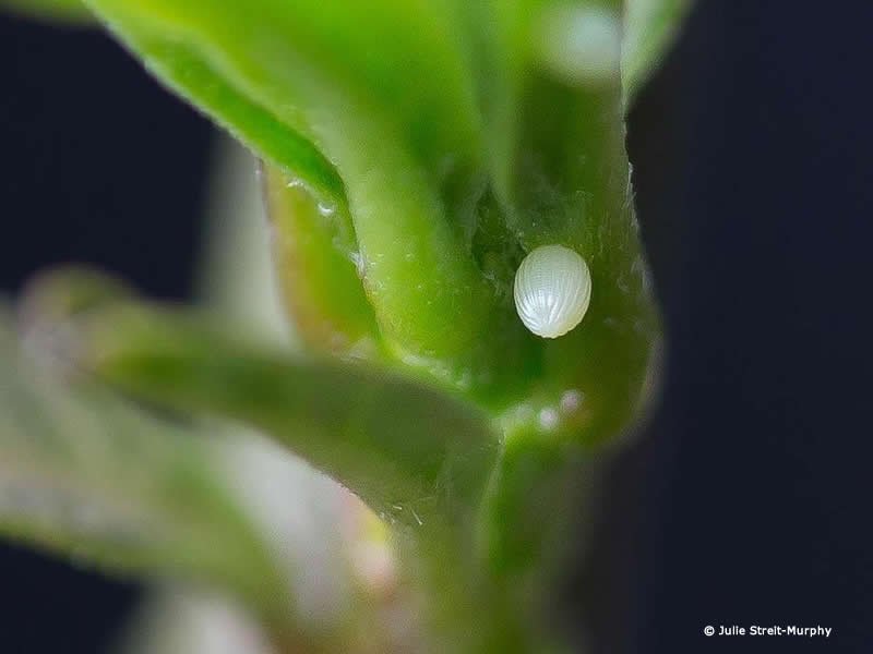 #monarchbutterfly A female #monarch leaves a trail of eggs she travels. Migration News: bit.ly/2HVQlYZ