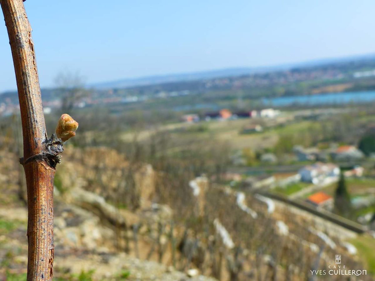 CaveCuilleron's tweet photo. Le #printemps est arrivé dans la Vallée du Rhône...🌱 les bourgeons abandonnent leur robe de coton...
#Spring came in Rhone Valley...🌿
#RhoneValley #NothernRhone #Rhone #Vines #Vignes #Nature #Vineyard #Vignoble #Soil #Terroir #Condrieu #CaveYvesCuilleron #Cuilleron https://t.co/kkdGmXtDjQ