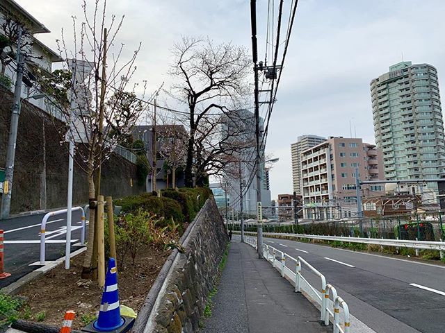 Sono Chan 目黒駅から五反田駅までの山手線沿いを結ぶ花房山通り 坂道との境目であるこの場所には桜の木があり 毎春 目を楽しませてくれました 昨年３ ４本が切り倒され若木に植え替えられてしまいました 花房山通り 品川区上大崎 ゆる鉄 T