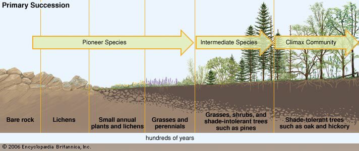 This happens over time here’s is a diagram showing ecological succession from left to right (i will go way in detail about this in a future post.) 3/