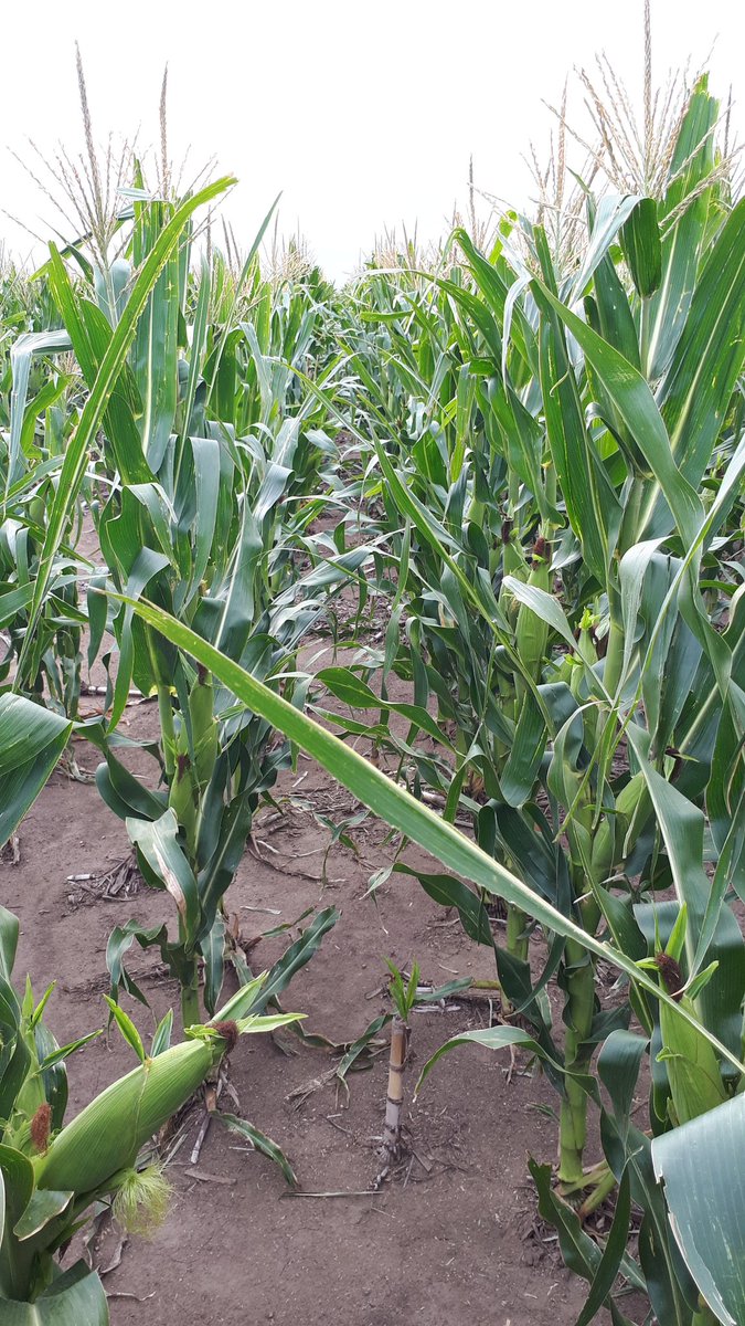 augustoprieto13's tweet photo. Recorriendo maices.. #SYN875VIP3 en baja densidad (26 mil plantas) 🌽🌽🌽 #juntoalproductor @luisblancosa
@Syngenta_ar @mtleonar https://t.co/x7cVE0YNOC