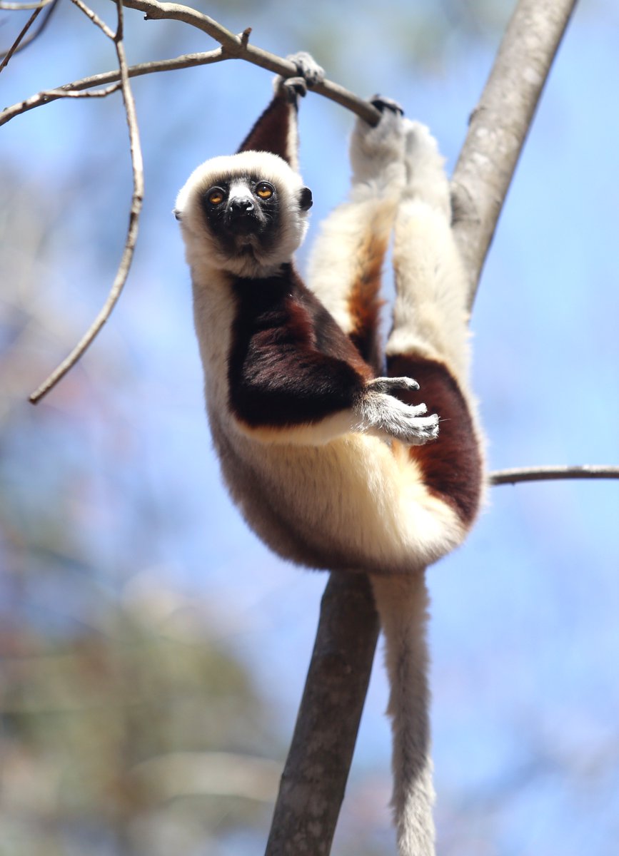 BobKarpDR's tweet photo. Very excited to start working with the @DukeLemurCenter, the largest sanctuary for prosimian primates in the world. So grateful for the opportunity to document these beautiful creatures! @DukeU @Lemur_Love #onlyatduke #onlyindurham @DurhamNC #lemurs #endangeredspecies #madagascar https://t.co/CKjdLenpWv