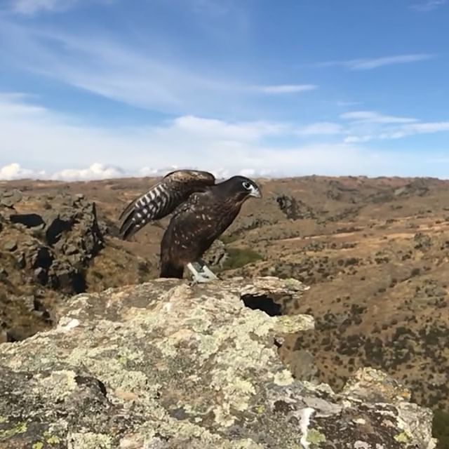 JSilkstone's tweet photo. And this, well this is why I love New Zealand. #newzealandlife #wildnz #nzwildlife #wildthingsnz https://t.co/XD6oibVuZM https://t.co/TtlSXlqYki