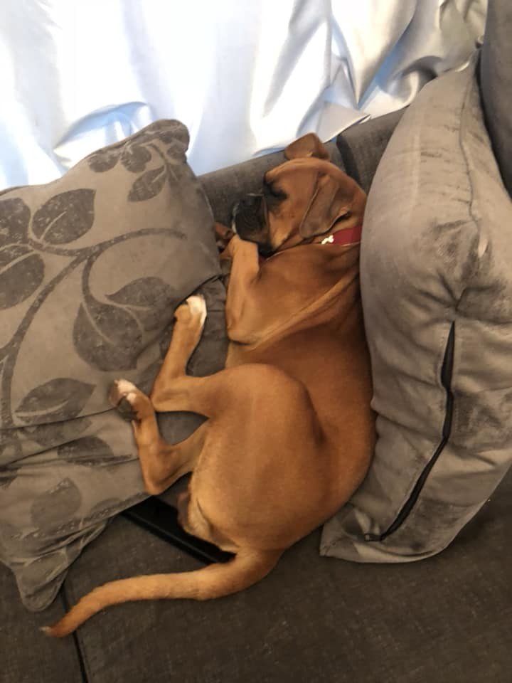 PeanutPaws1's tweet photo. How my pet doggo sleeps during the day #dogs #cute #aww #puppies #doglovers #puppy #dog https://t.co/gMquPPCD4q