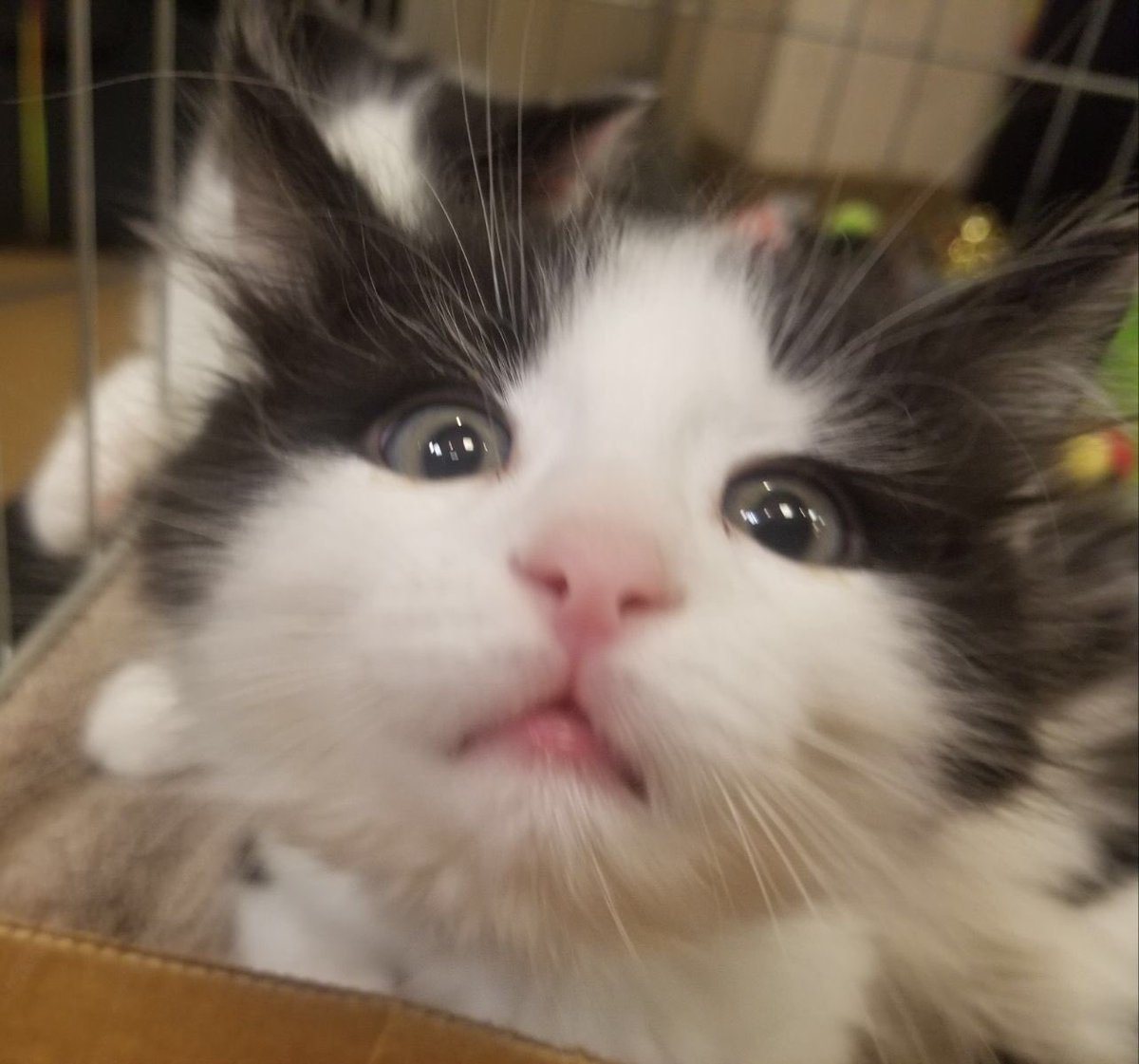 TVTerryMoir's tweet photo. WHAT? The APL FurGetMeNot Telethon is almost over? Say it’s not so! Call right away - 866-392-7387 PLEASE!! The APL relies completely and your donations to help little guys like me! And for heaven sake’s, someone come and adopt me!@wkyc ⁦@monicarobins⁩ @ClevelandAPL https://t.co/MV55WBY4jn