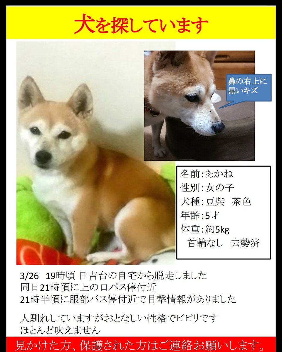 迷い犬情報サイト ペットの帰り道 迷い犬情報 迷子 拡散希望 犬 19 3 26大阪府にて失踪 あかねちゃん 柴犬 避妊メス 5歳 詳細 T Co E2zdcbmg T Co Zfh1umzhdh 迷い犬情報サイト ペットの帰り道 迷い犬情報 迷子 拡散希望 犬 19 3 26大阪府にて失踪 あかねちゃん 柴犬 避妊メス 5歳 詳細 T Co E2zdcbmg T Co Zfh1umzhdh