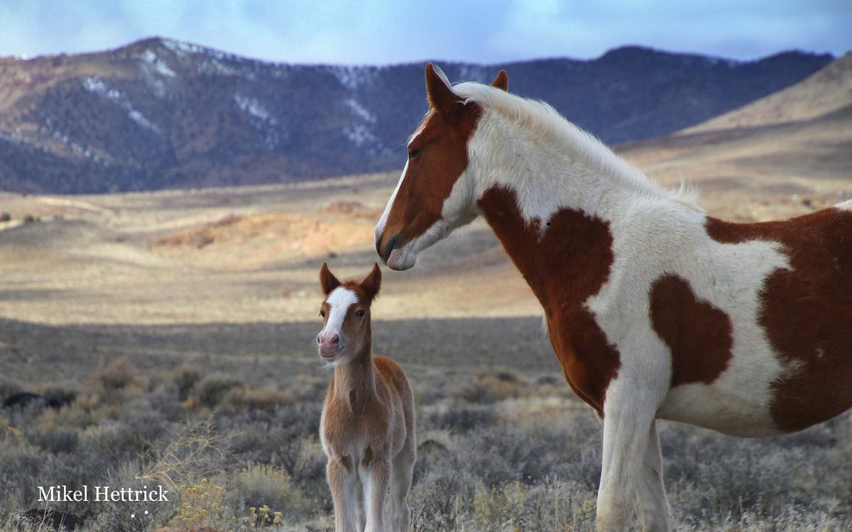 FreeWildHorses's tweet photo. It was hard to pick just one photo of these two 😍 #keepwildhorseswild https://t.co/cNprOKU00S