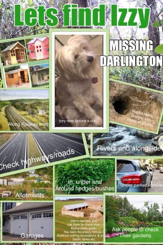 Missing dog from Darlington @GNRailUK @TheNorthernEcho @DarlingtonHipp @Official_Darlo @DoglostUK @millypod1 #findizzy #darlington #lostdog #dogtheftawareness #northeastdogs #comehomeizzy @itvtynetees @PamRoyleITV