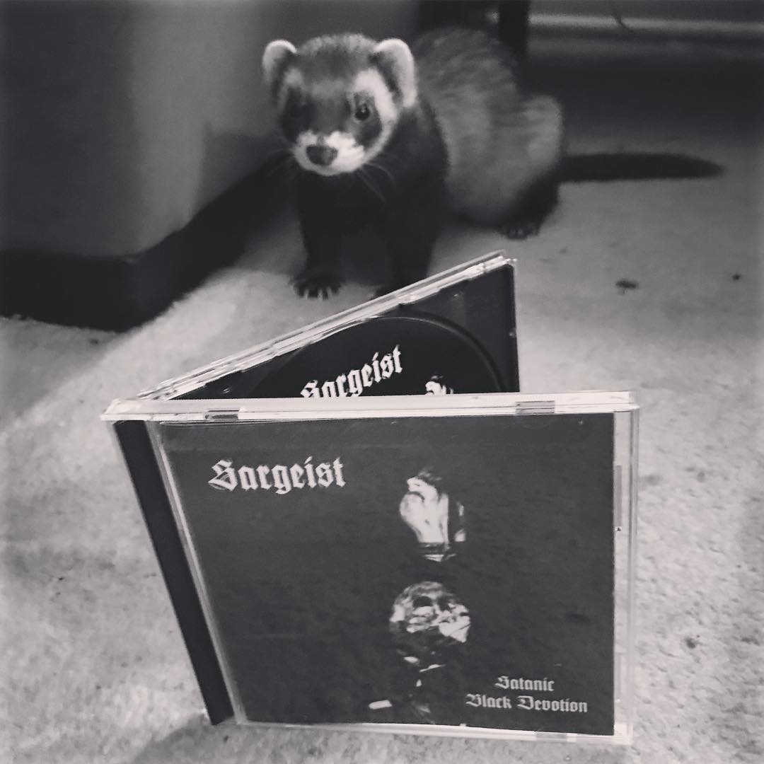 MoribundRecords's tweet photo. Sid the Ferrett has impeccable taste🤘Teach your Ferret to worship @MoribundRecords & Teach your Children to Worship Ferrett!🤘#ferrett #ferrettnation #sidtheferret #moribundrockers #moribundcult https://t.co/2TwTS8Anjt