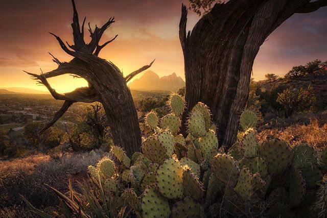 Todd_Frame's tweet photo. If you’re reading this Marty McFly, I’d like to borrow your car to take more pics of last night’s sunset. Thank you

#sedona #sedonaescape #sedonaprime #instagramaz #azfamily #sonyalpha #earthofficial #earthshotz #jawdroppingshots #madewithluminar #westb… https://t.co/0xJW7GTp3L https://t.co/9YC2kDA8ve