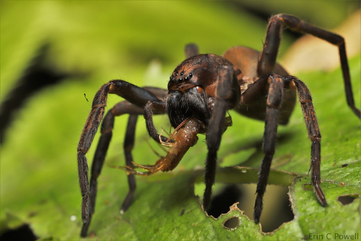 Erin Powell Ph D On Twitter When Predator Becomes Prey Centipede Being Eaten By Brown Vagrant Spider Uliodon Sp Waitomo Nz