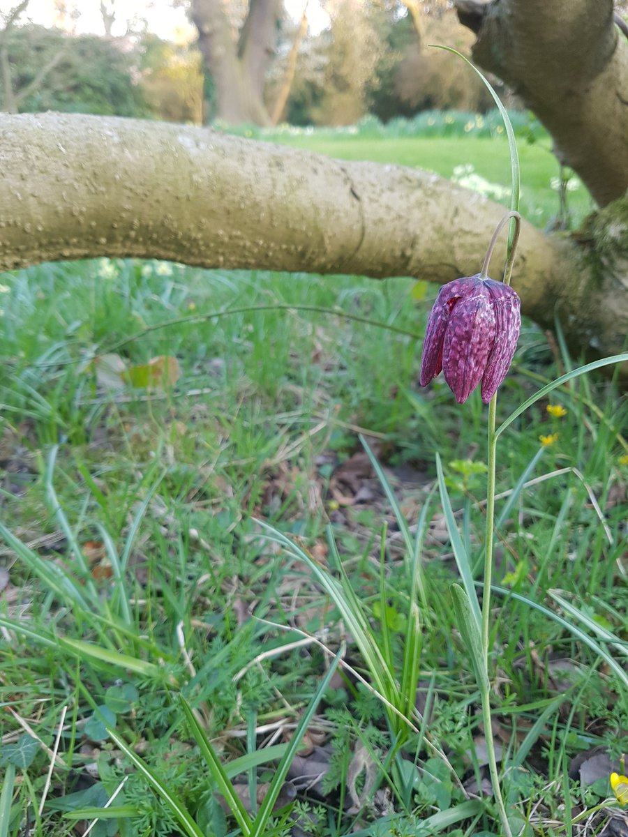 CrisDext's tweet photo. And a few Fritillaria meleagris #wildflowers #meadows #Longclosegardens #springflowers #gardens @kgimson https://t.co/fLHzIX2l5r