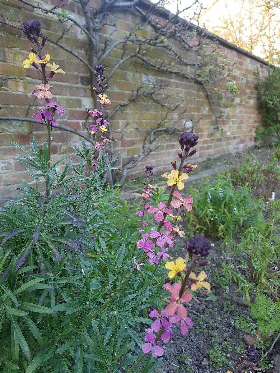 CrisDext's tweet photo. Erysimum Tricolor , such a beauty #springflowers #woodhouseeaves https://t.co/zMwPWjzMYp