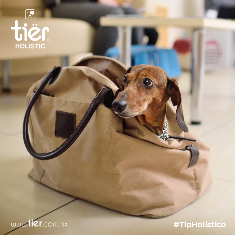 tierholistic's tweet photo. Si vas a viajar y piensas llevar a tu mascota, realiza un chequeo veterinario para asegurarte de que se encuentra sana y en condiciones de realizar viajes largos. #TipHolístico https://t.co/PT7N6SuJlZ