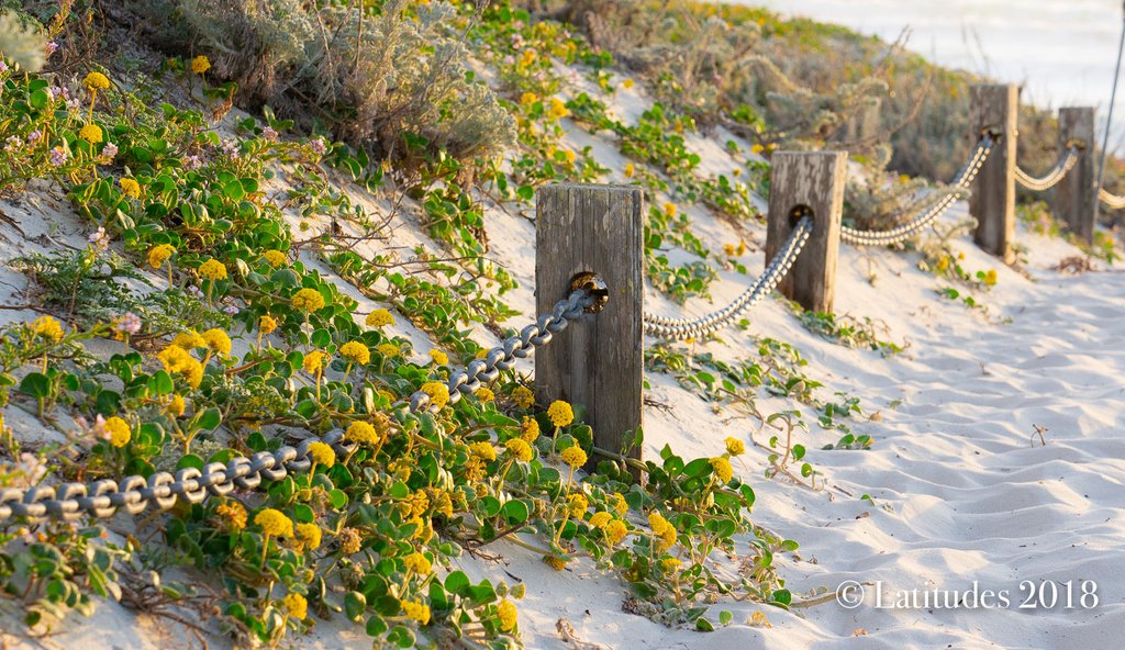 LatitudesPhoto's tweet photo. “The sea does not reward those who are too anxious, too greedy, or too impatient. One should lie empty, open, choiceless as a beach – waiting for a gift from the sea.” Anne Morrow Lindbergh
.
Find your… gift. #beachside #seaside #beach #beachalittle #dunes
.
#findyours https://t.co/njhHdQgNEl