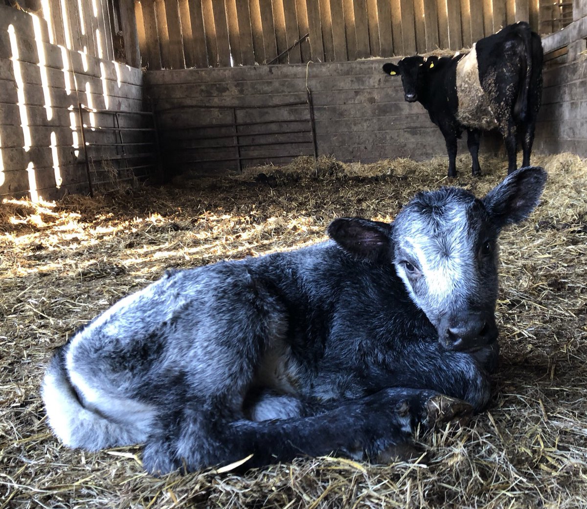 newlandfarm's tweet photo. Meet Marilyn - An Albion X heifercalf for 1711 whole stoke the bull, making #teamStripe #5836Sally a Granny https://t.co/ndSXz3ZMu4