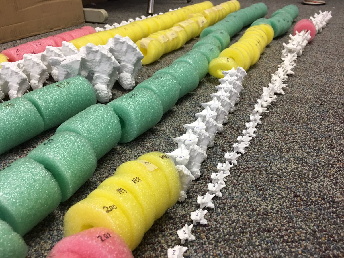 Dr_CrocoGator's tweet photo. Spent my morning with @claugrant at Delta High School/@CabrilloCollege (Soquel, California) laying out and numbering 250 3D-printed snake bones and place holders. All for a series of fun STEM lessons for both high school and elementary school. Next up: wire cutting! #Titanoboa https://t.co/lmgr8r162S
