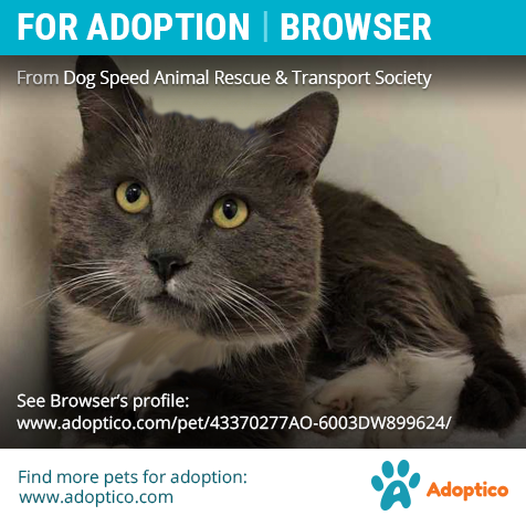 adoptico's tweet photo. Meet handsome Browser who is looking for a new family. Take a closer look at his profile:

https://t.co/MLqZZ71YQU

#catForAdoption #forAdoption #catAdoption #petForAdoption #petAdoption #ontario #pet #cat #handsome #adoption #adoptico #cute #beautiful #adorable #arthur https://t.co/su8MCKhKzP