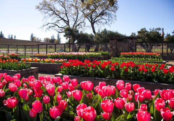 Spring is in the air! And the #Tulips will soon be abloom. The Tulip Open House at the Boatique Winery is this coming April 6 and 7. #Spring #NorCal  bit.ly/2UvEnZE