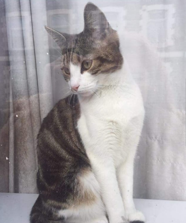 inksplott's tweet photo. Missing Pet Alert! Has anyone in #Splott seen this kitty-cat? His name is Abney and been missing since Saturday #catsofsplott #cardiff https://t.co/S8liuNbp8o